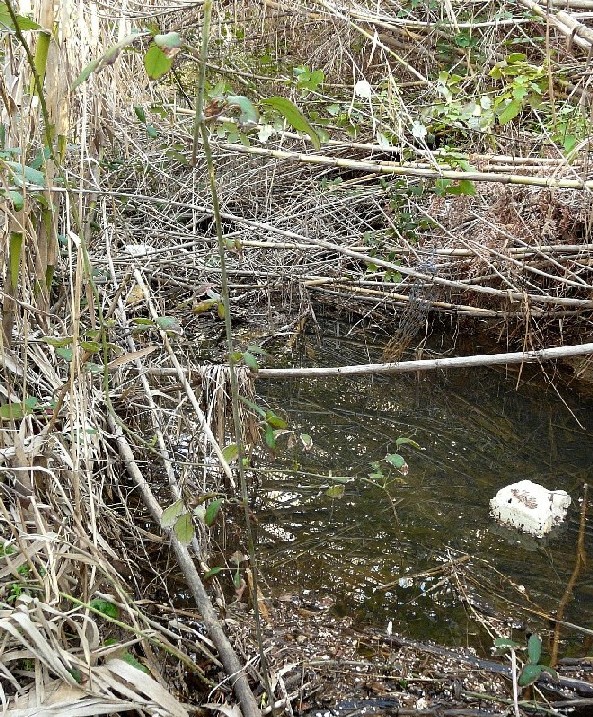 I fossi e lo stagno di Baratti (Piombino - LI)